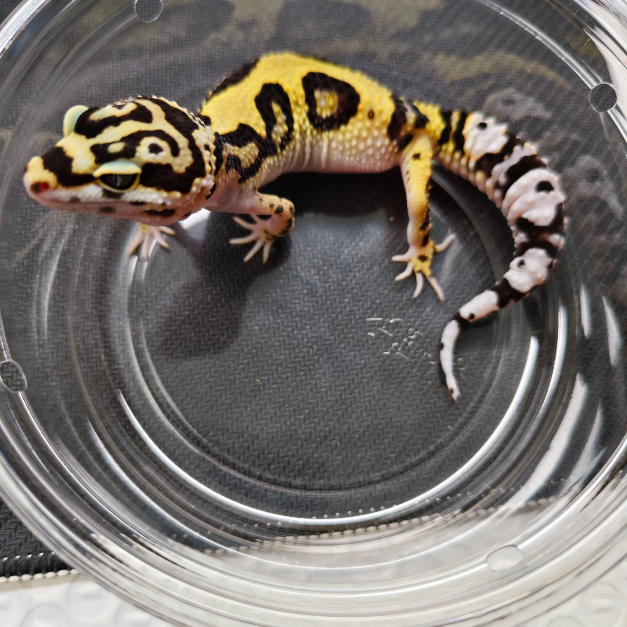 土匪豹纹守宫  小萌妹