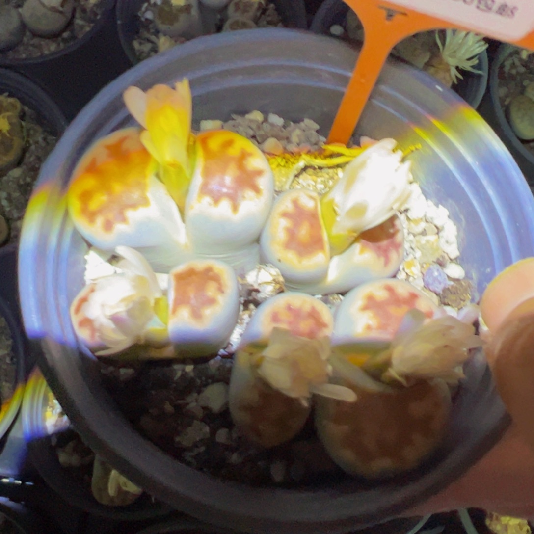 178 一物一拍，默认有伤，介意勿拍，不退不换