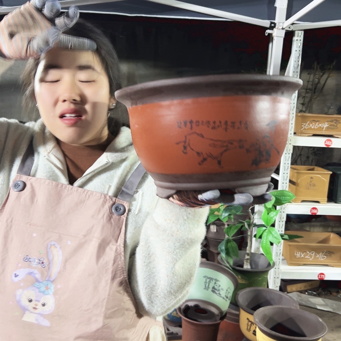 30红色放牛娃三角金钟花盆