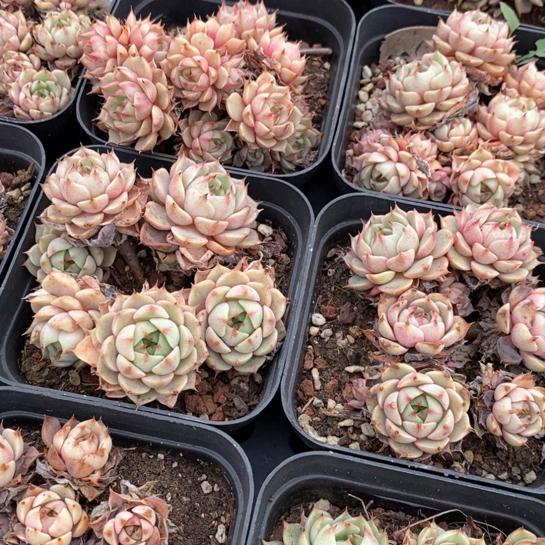 101笨巴蒂斯群生不包整