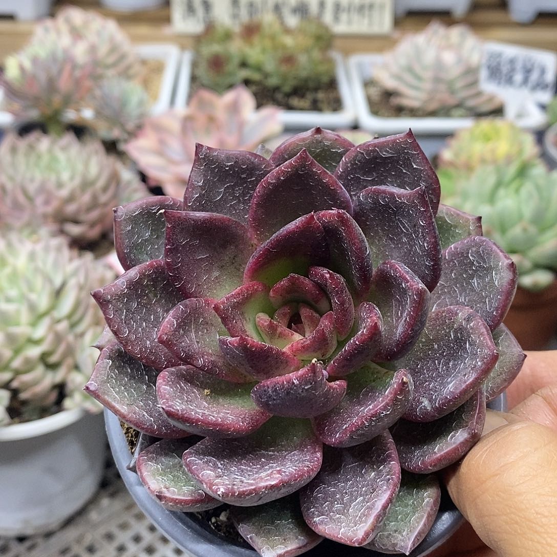 12100 福利黑水晶 不售后