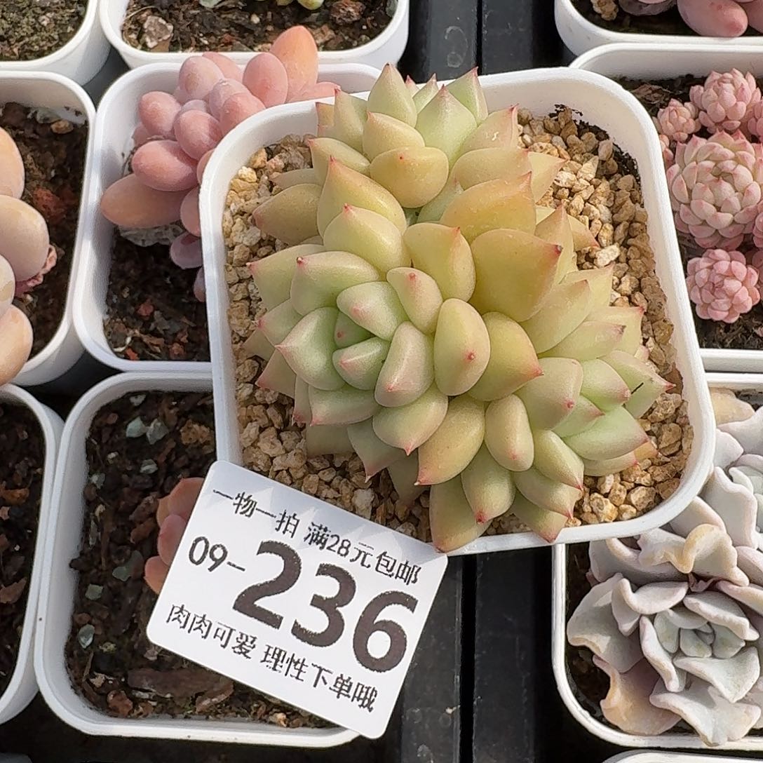 黄金象牙无盆土发货无盆