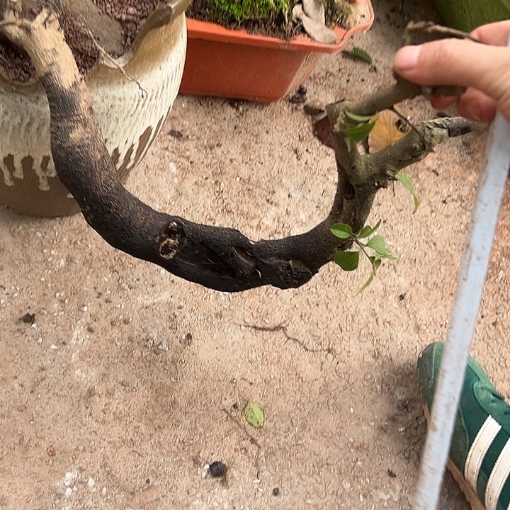 无花朵灌木金弹子悬崖桩桩