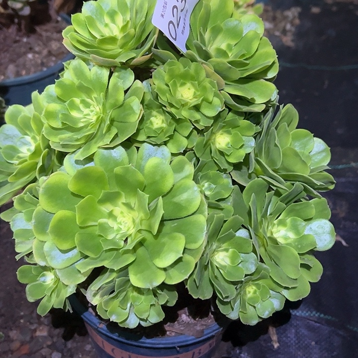 0234辛尼亚多肉植物