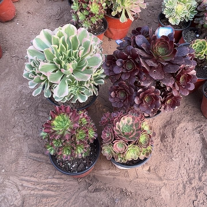 105多肉植物组合，