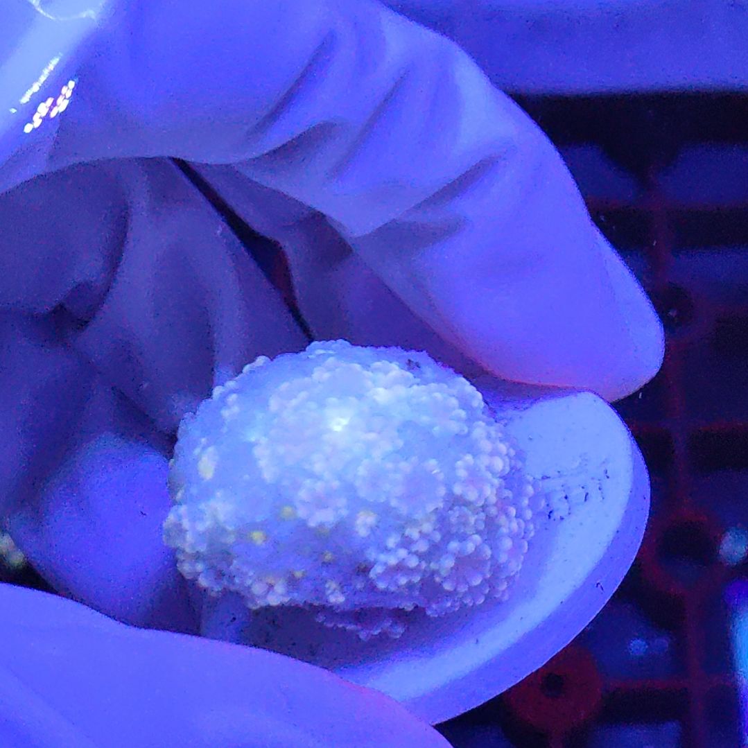 智海珊瑚不支持退货不包邮 接受下单