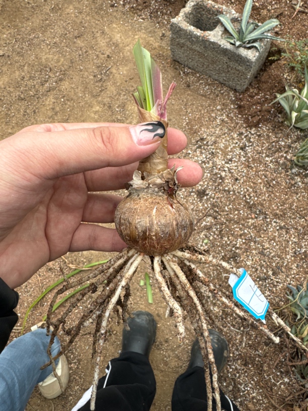 朱顶红多肉植物多肉