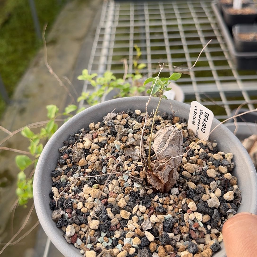 象足龟甲龙一个带盆发