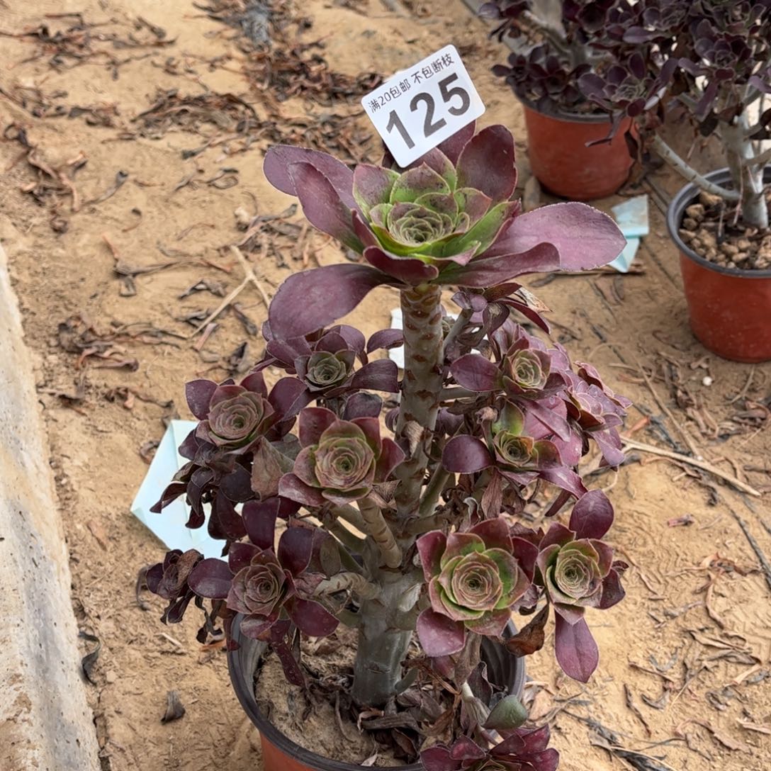 巫毒125不包断枝的