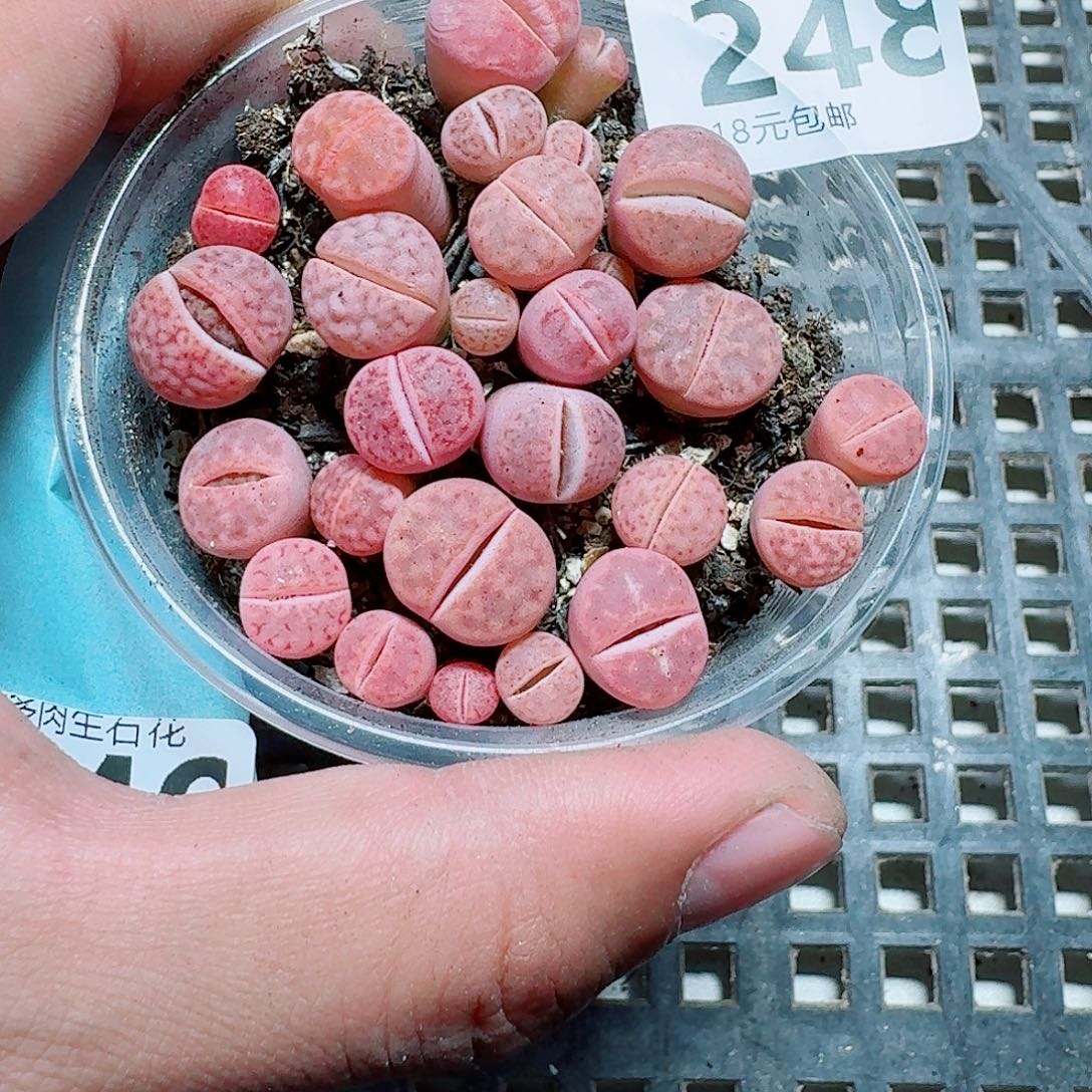 248 多肉植物多肉植物