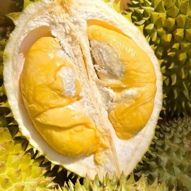 猫山王D197新鲜榴莲【3.4-3.8斤核小】猫山王泰国