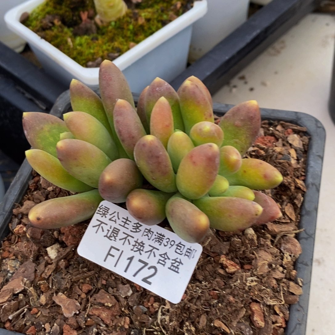 172金蟾多肉整7cm