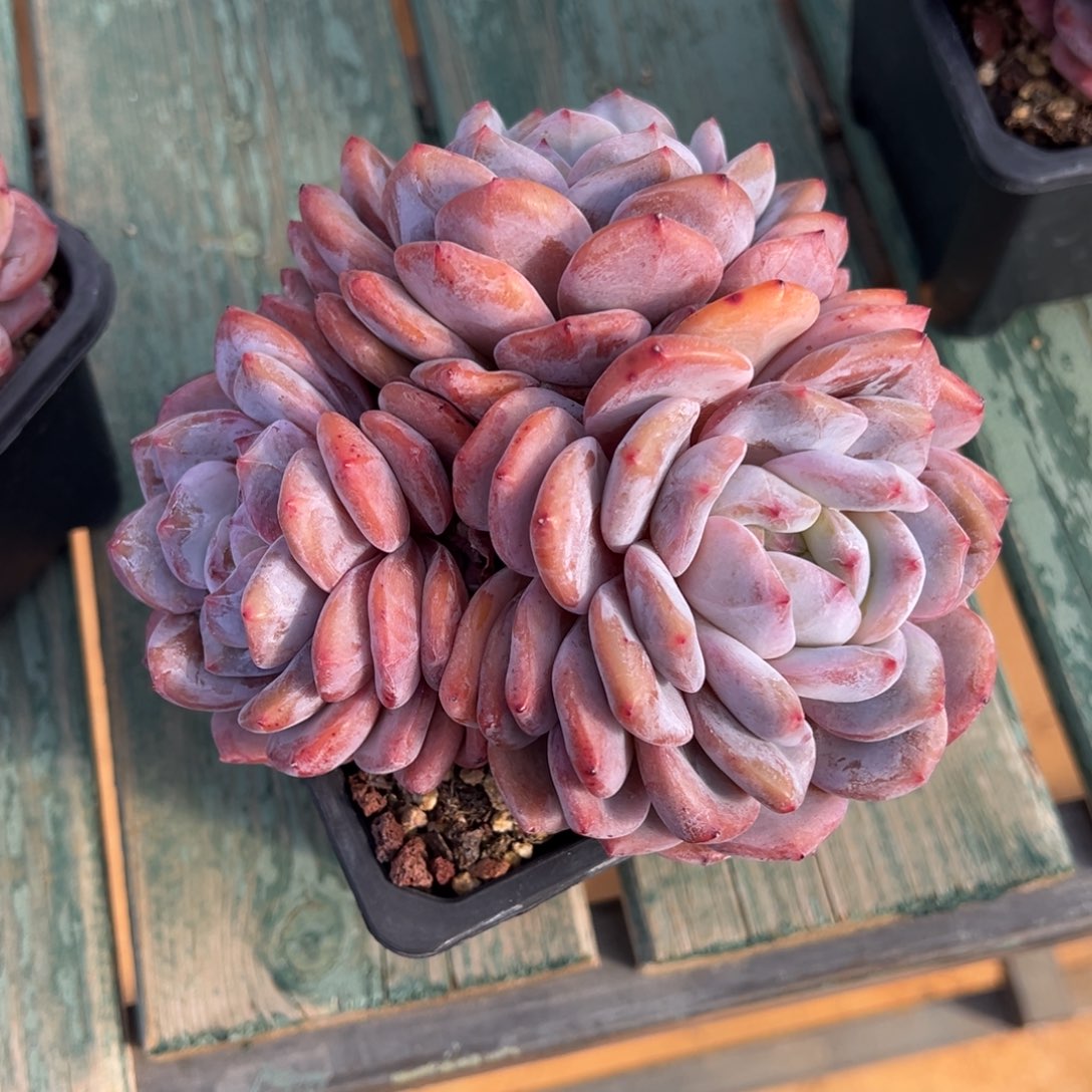 橙梦露美肉多肉植物