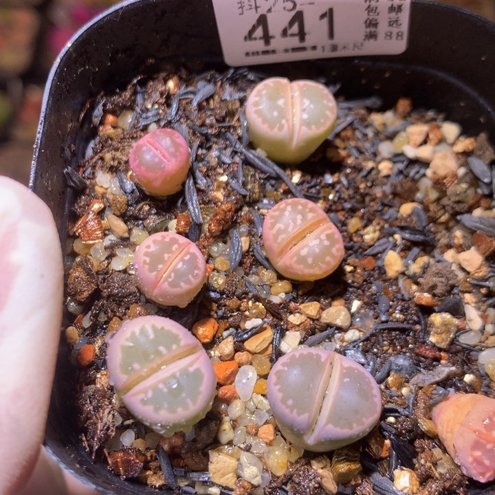 精品生石花25.441