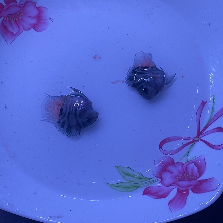 海水鱼摩卡两条3个月