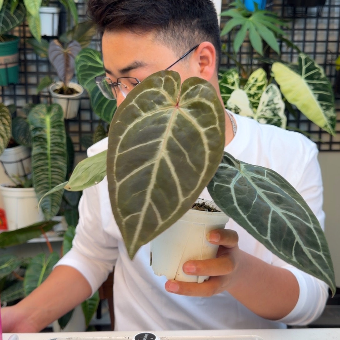 完全开放P159米歇尔杂南美水晶