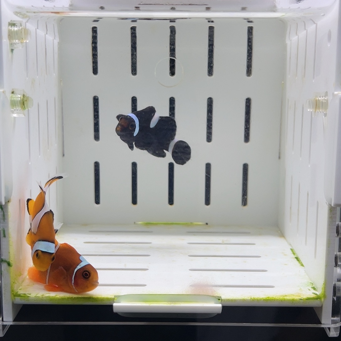 海水鱼公子小丑鱼