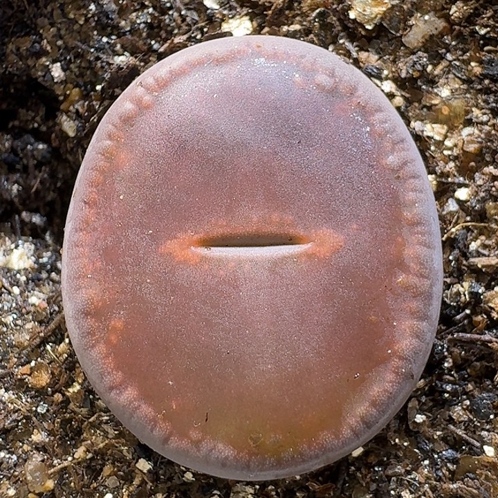 生石花1112222。  171