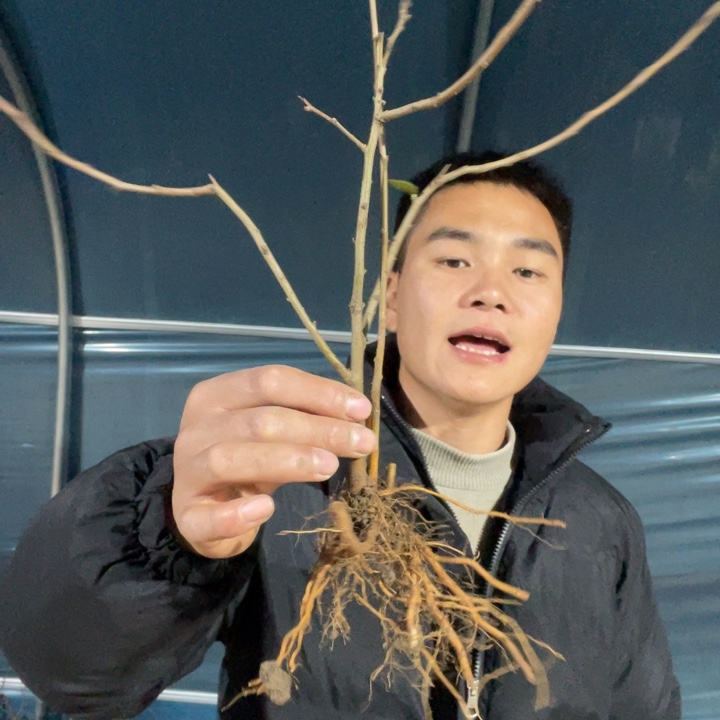 宴    海棠花一颗