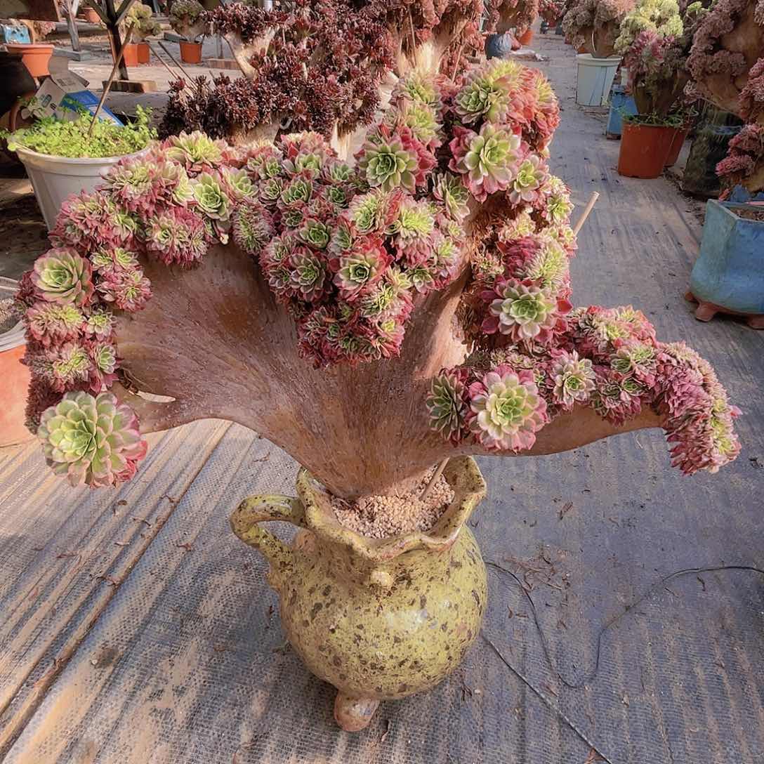 【闪购商品】无花朵朝霞