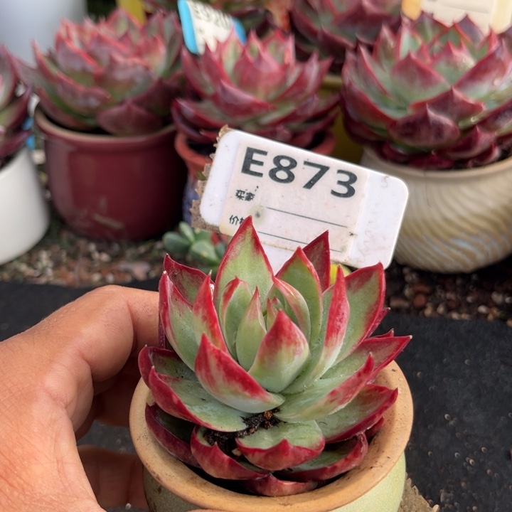 惊鸿一瞥多肉植物873