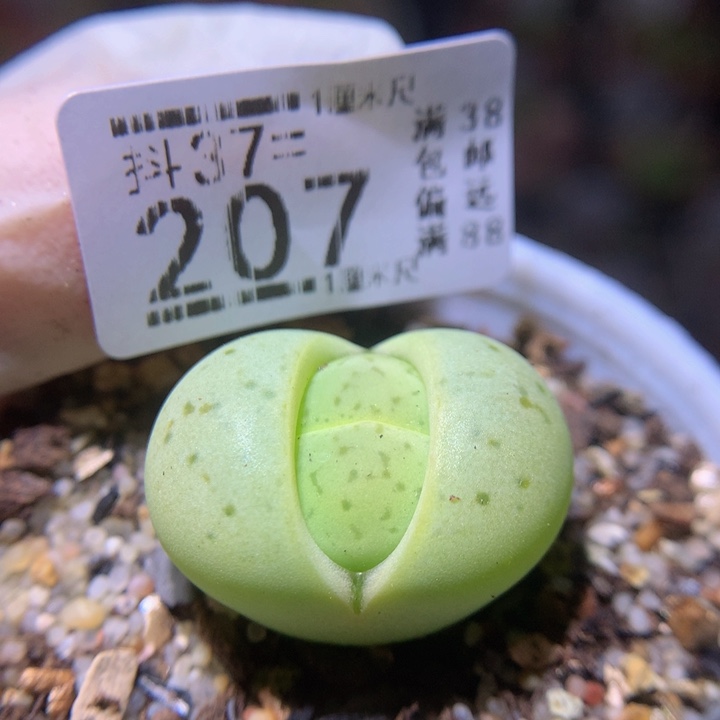 精品生石花37.207