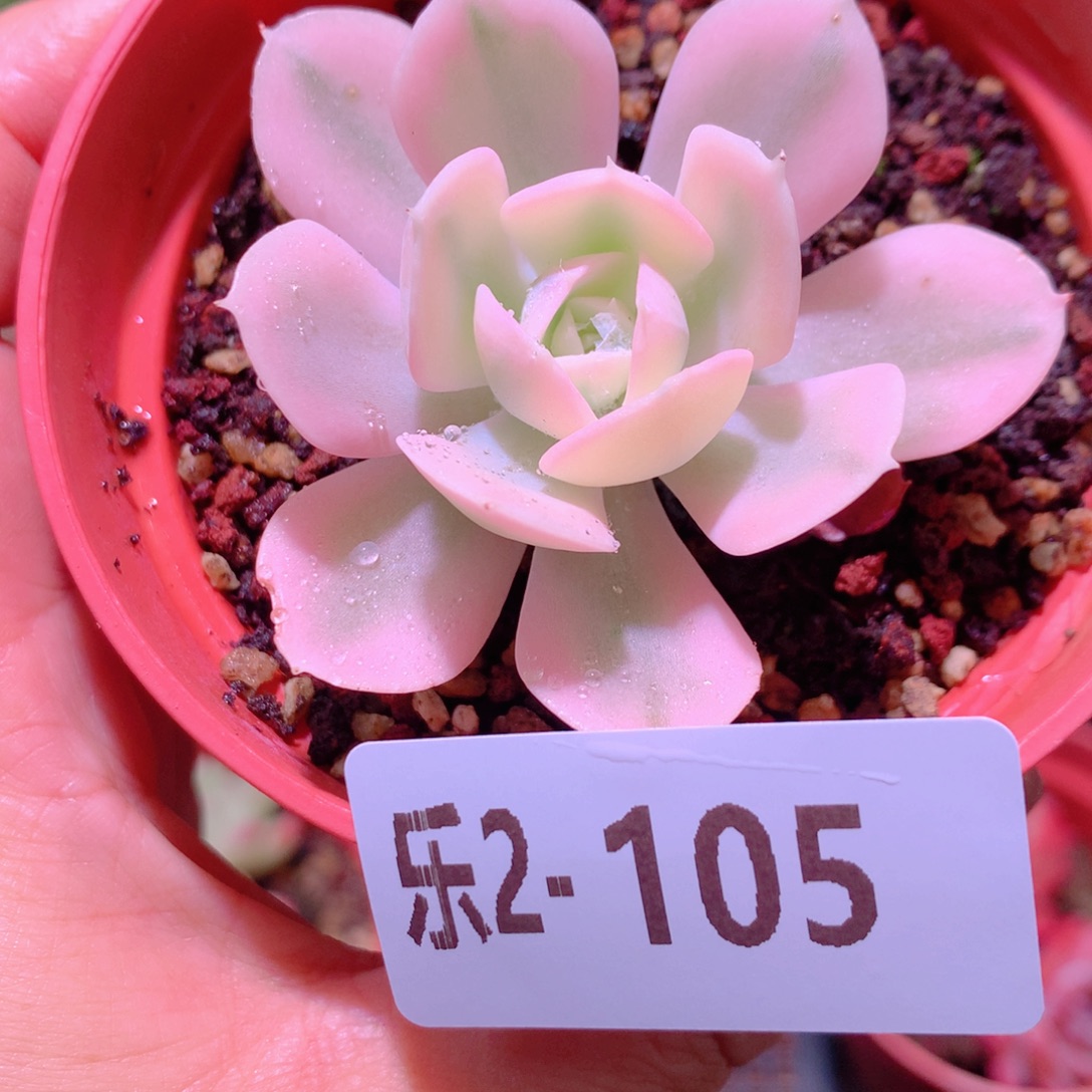 乐然 2-105 鲁氏锦 