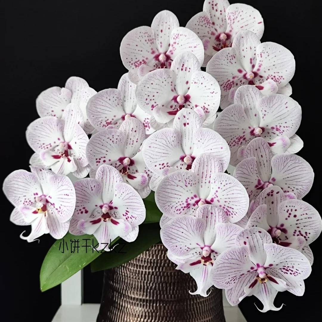 蝴蝶兰【再见萤火虫】蝴蝶兰盆栽云南基地直发中通