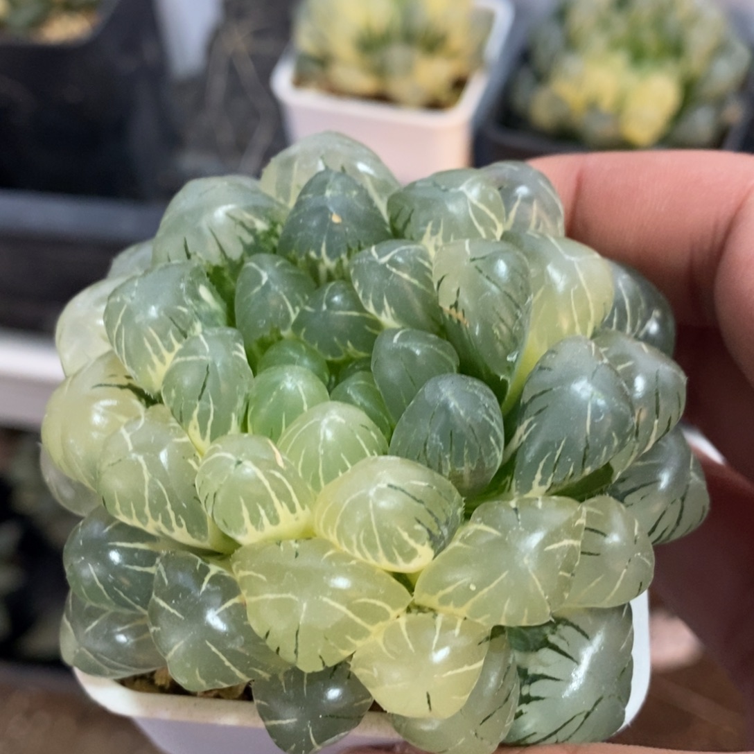 一颗湖水玉露锦 开播福利