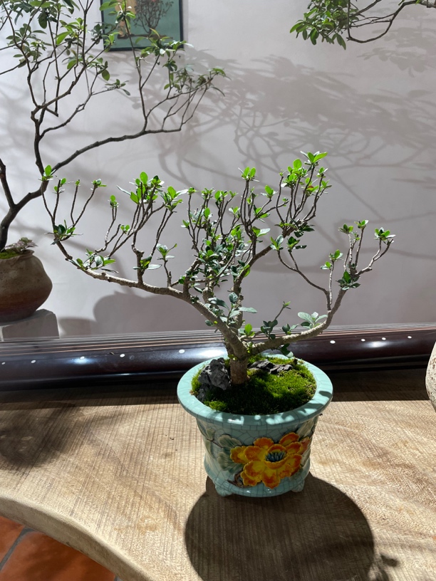 海岛栀子花矮霸小盆景茶桌茶台空间办公室客厅餐桌