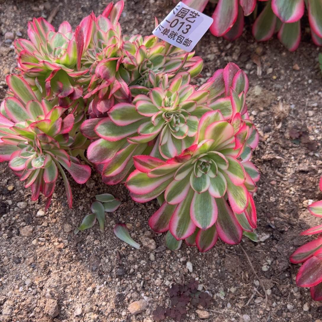 倾城缀多肉植物013