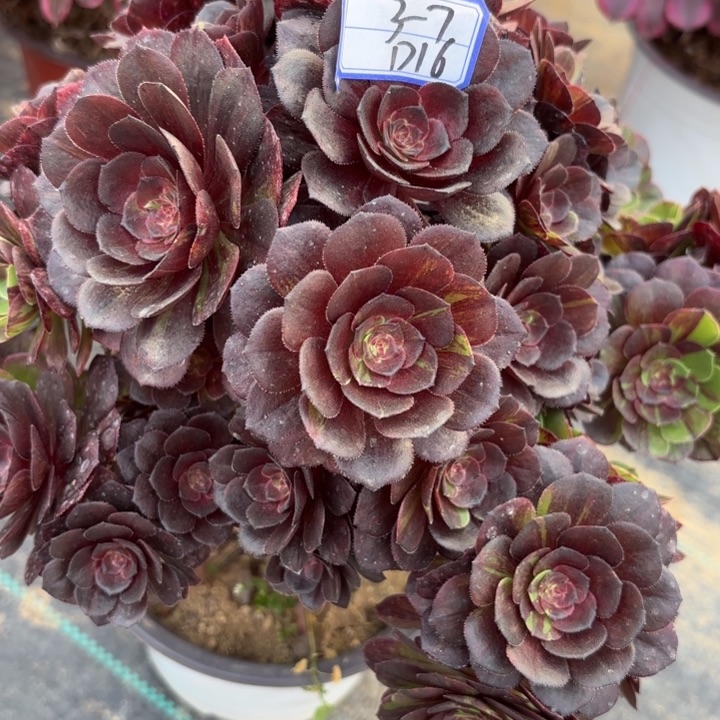 花月夜有砍母本多肉断枝不包16