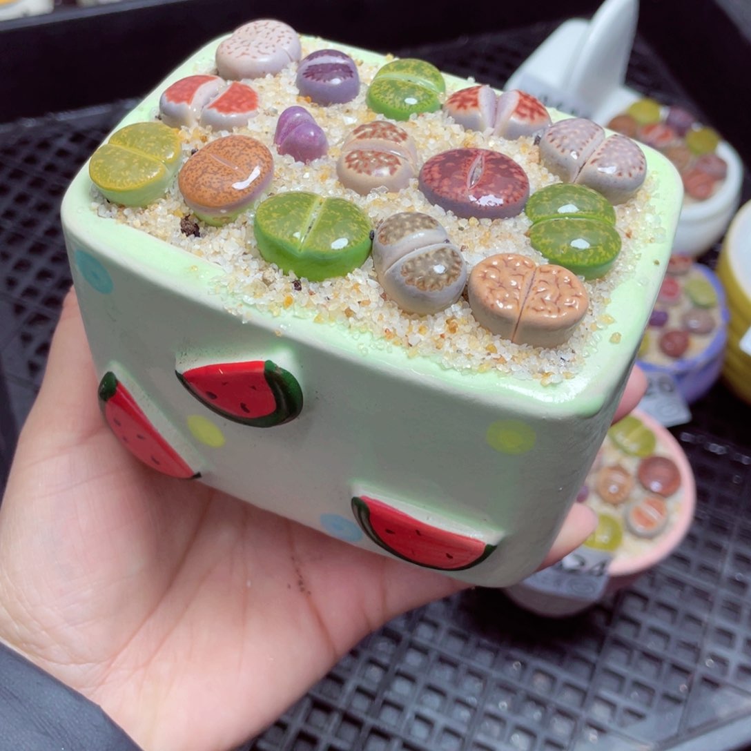 w8625 -零下地区拍保温箱 -15支持寄养