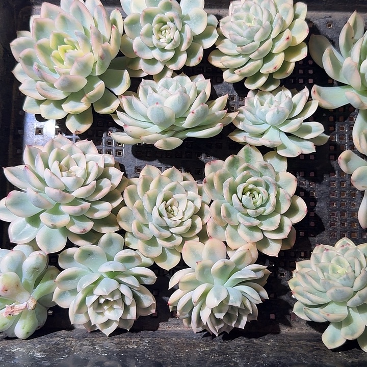 月亮仙子侧牙无根多肉植物