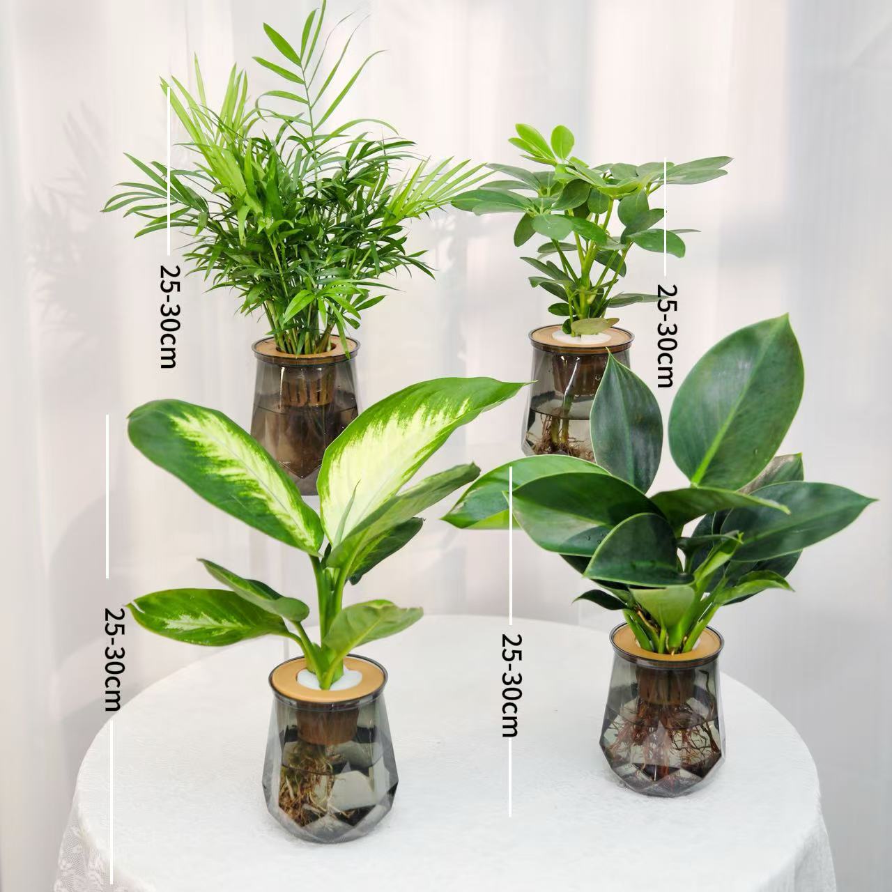 [买三送一】水培绿植四件套家居净化空气玛丽安富贵椰子金钻鸭脚木