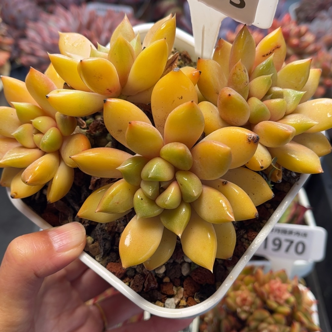 1973 满30包邮天冷地区必拍保温箱