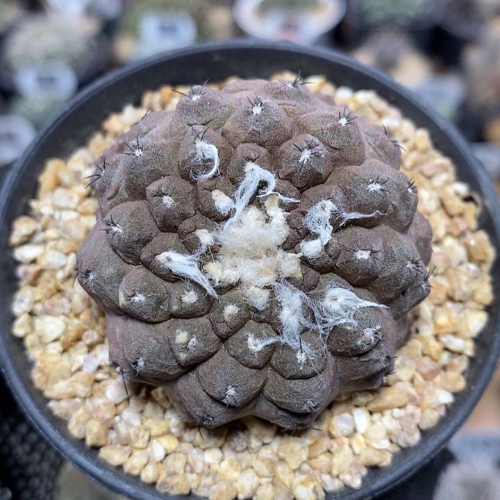 蜥蜴皮7号4.5cm    