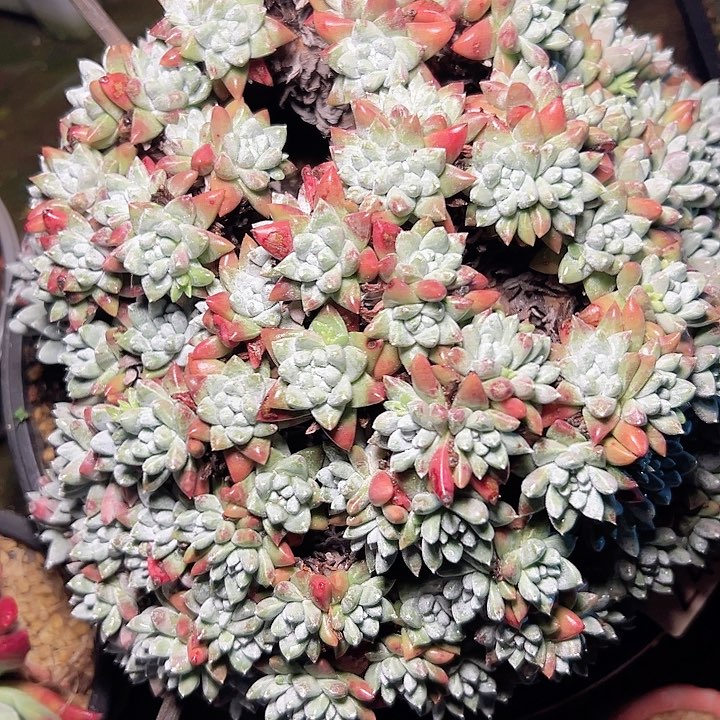 小鹿多肉一物一拍433
