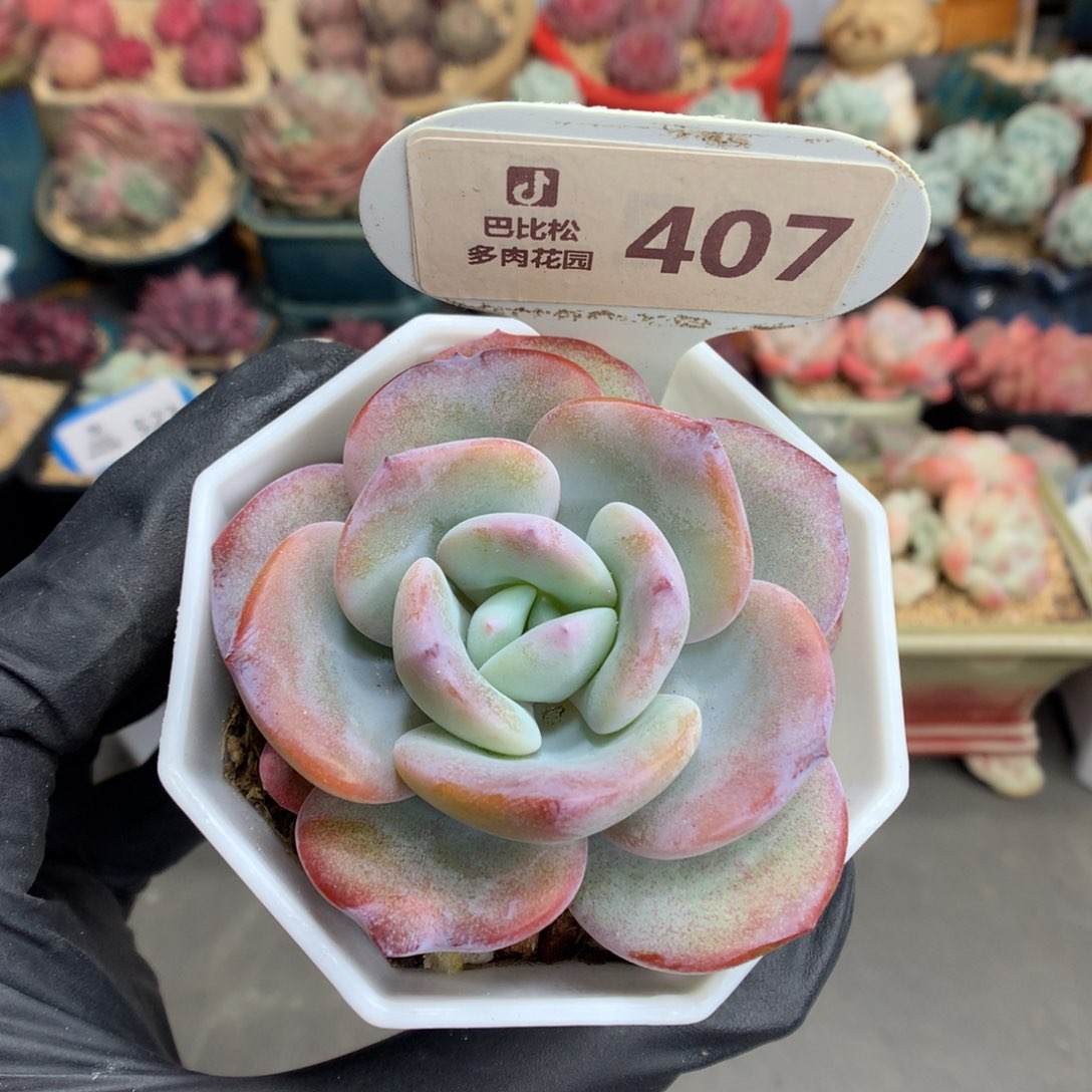 407 奶茶多肉多肉