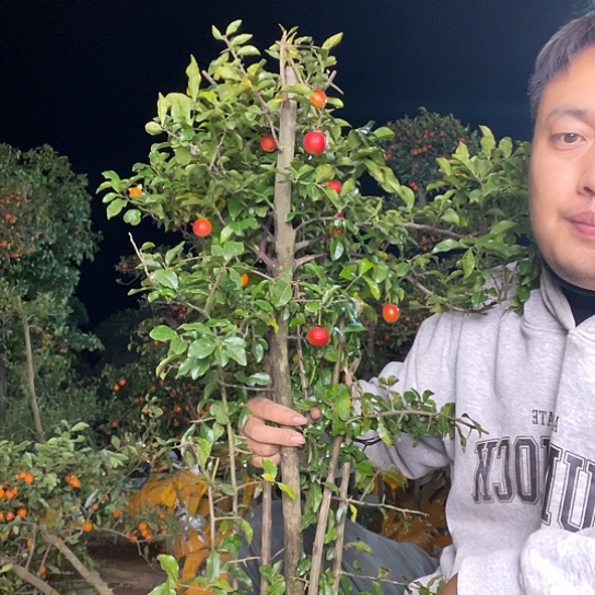 无花朵金弹子庭院原生品种