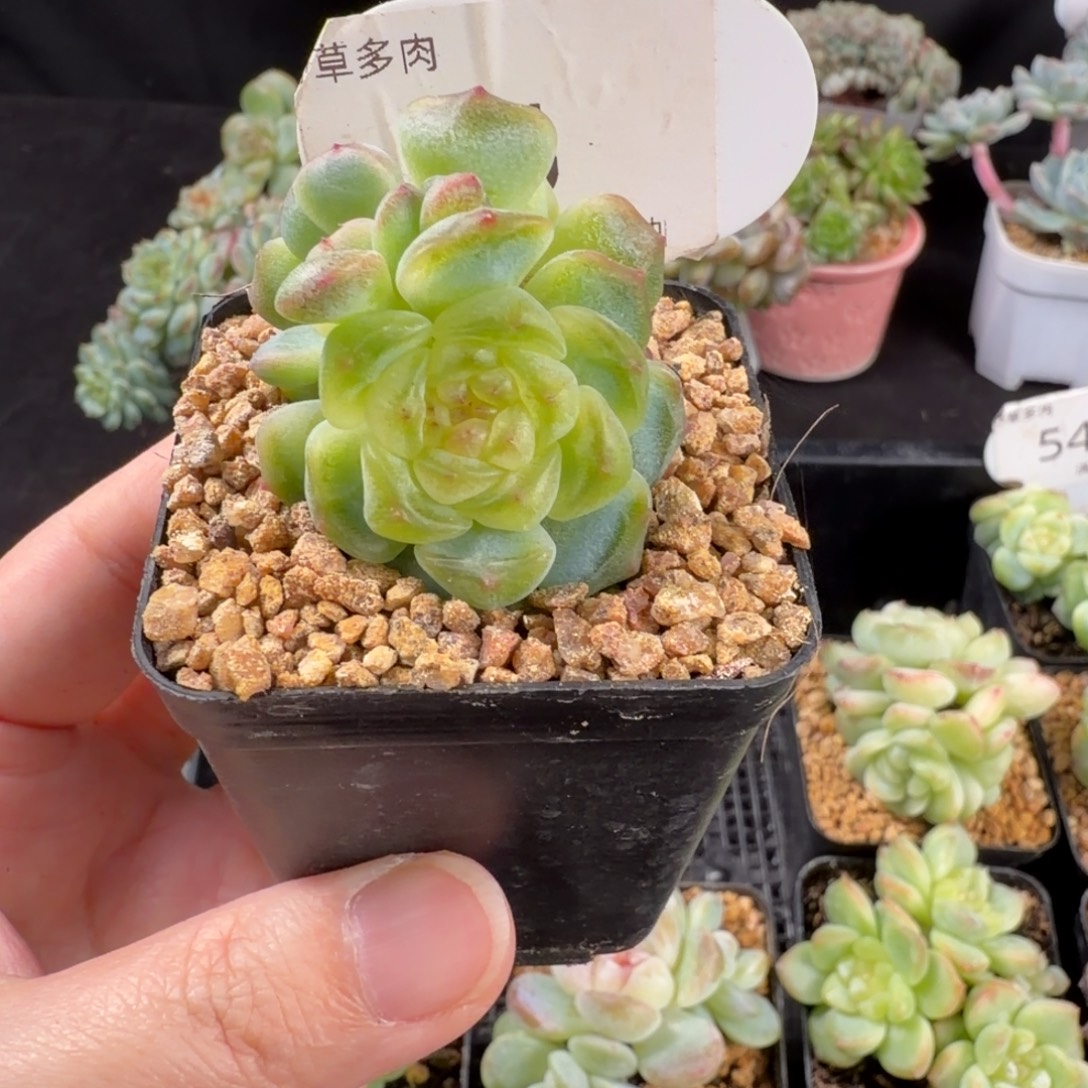 奶黄包珍妮三头群56号