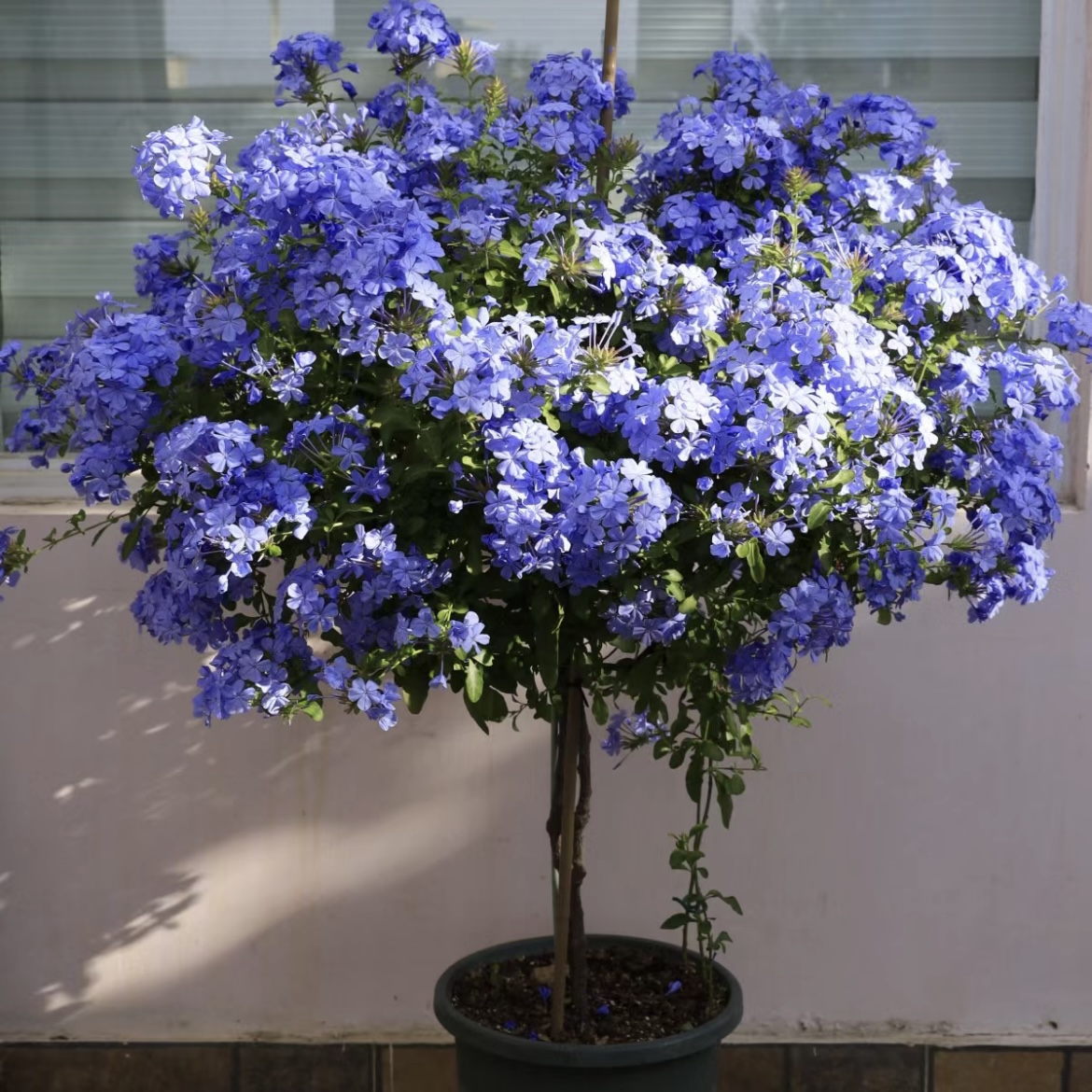 【蓝雪花棒棒糖】盆栽庭院观花植物耐热爆花机器