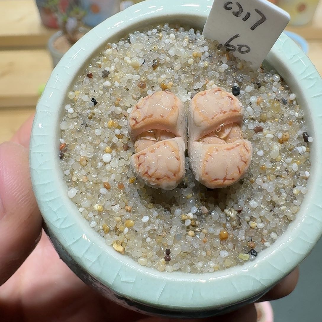 红陶蘑菇843c217饼干