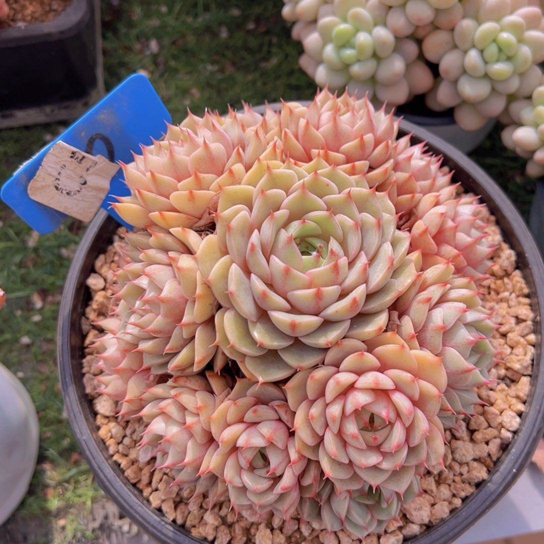 香玉的故事是一个人的故事吗