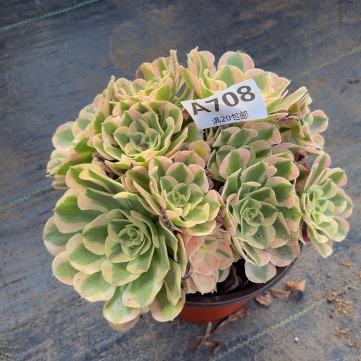 瑞妈多肉园艺708布