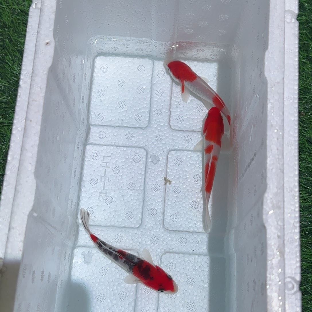 锦鲤锦鲤鱼观赏鱼锦鲤