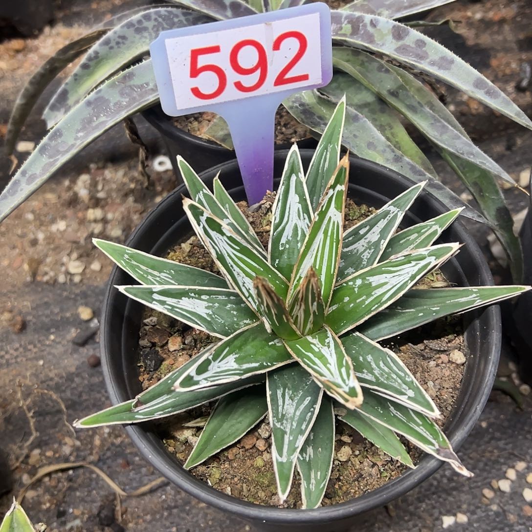 弄白直纹笹之雪仅此一棵