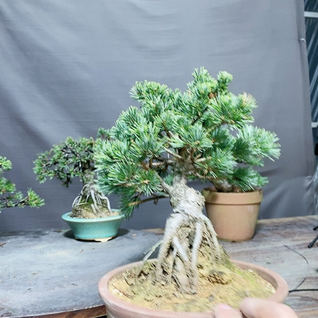 【闪购商品】无花朵