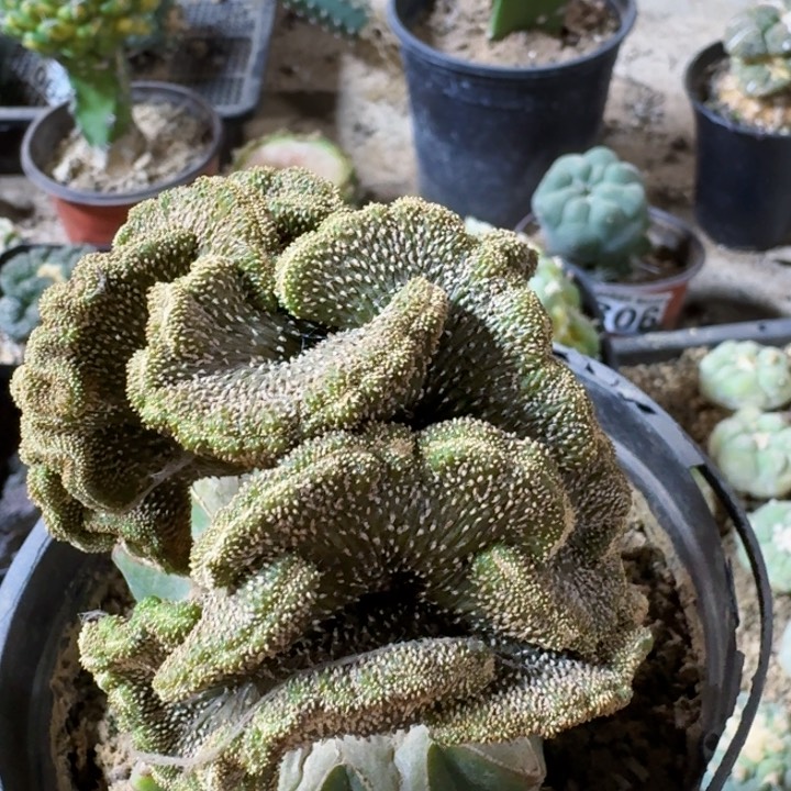 148薄叶花龙缀仙人球