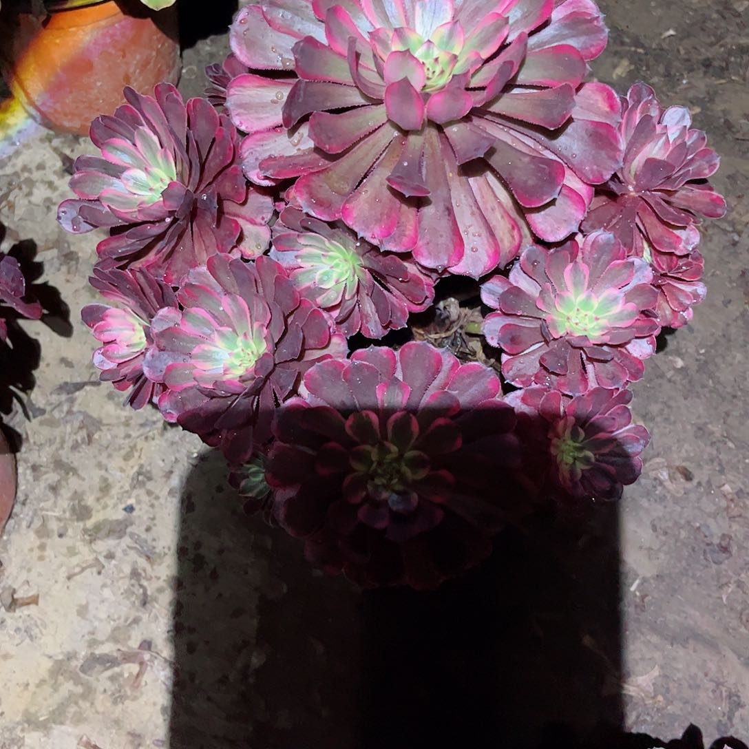 无花朵多肉植物996
